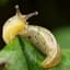 Cum Slug