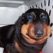 ﾒ JeMangeChien