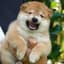 ShibaSoft