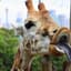 Giraffen Thårpenn