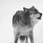 ZeWolf