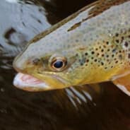 TroutFace