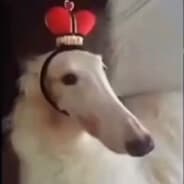 Lord Foog the 2st