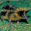 Legendary Tenrec