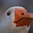 TheGoose