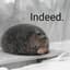 ItsDatBear