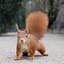 LegalSquirrel
