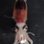Squid
