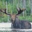 Mythical Moose