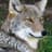 NotableCoyote