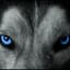 WiseWolfWows