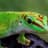 Gecko