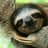 vicious_sloth