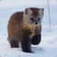 The Pine Marten