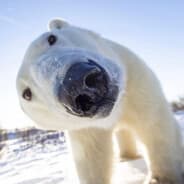 iceBear