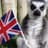 BritishLemur37