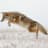 CoyoteCope