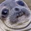 Awkward Seal