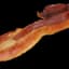 Bacon