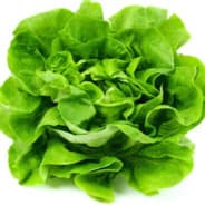 Ⓡ |Lechuga Venenosa