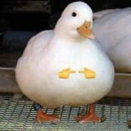 Goose 2