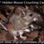 *ZhG*HiddenMouseCC