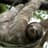 Sloth