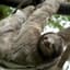 Sloth