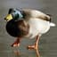 Suspicious Duck