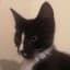 Kitteh