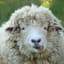 Sheepy