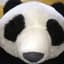 Gentle Panda