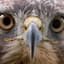 hawk