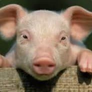 Little Pig