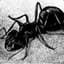 [EXD] Ant