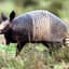 Armadillo