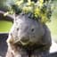 Alpine Wombat