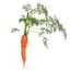 A carrot