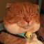 TheOrangeCat