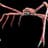 Spider_Crab