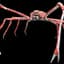 Spider_Crab