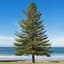 Thetree
