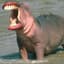 HungryHippo831