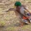 JustDuckIt