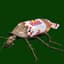 WonderRoach