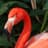 FlaminFlamingu