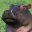 Hippo