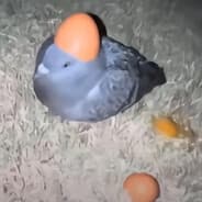 Bakkertje