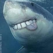 DerpyShark