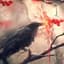 Corvus
